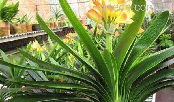 君子兰怎么养 君子兰的养殖方法和注意事项-0