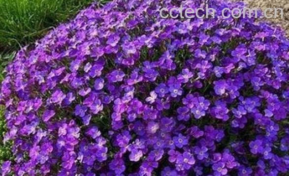 蓝庭芥怎么养殖 蓝庭芥的养殖方法和注意事项-0