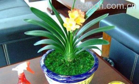 君子兰怎么养 君子兰的养殖方法和注意事项-1