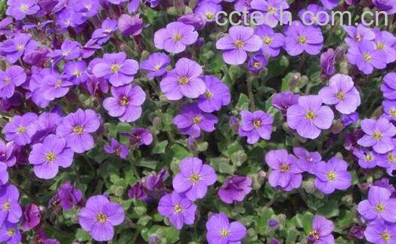 蓝庭芥怎么养殖 蓝庭芥的养殖方法和注意事项-1