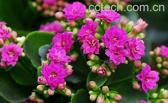 长寿花怎么养 长寿花的养殖方法和注意事项-0