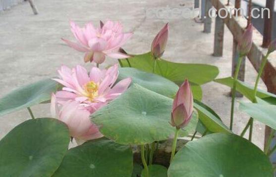 碗莲怎么养 碗莲的种植方法及注意事项-0