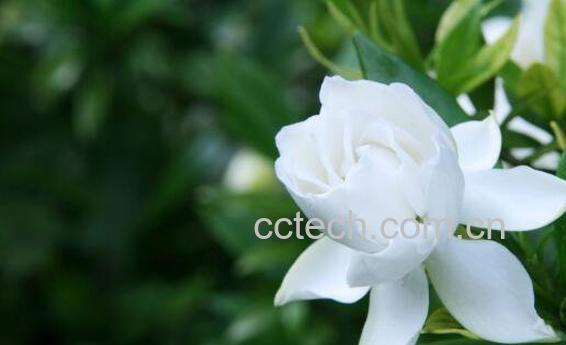 栀子花如何养殖 栀子花的养殖方法技巧-0