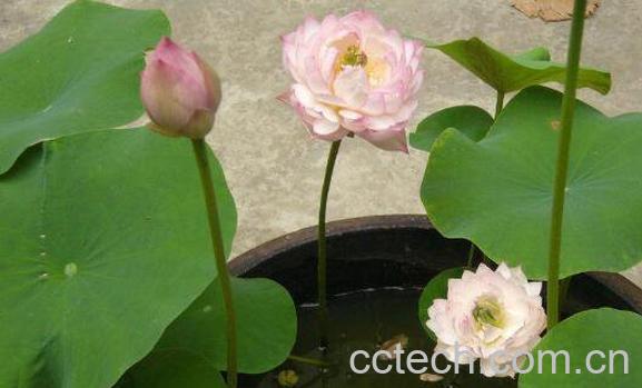 碗莲怎么养 碗莲的种植方法及注意事项-1