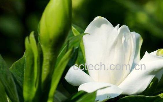 栀子花如何养殖 栀子花的养殖方法技巧-1