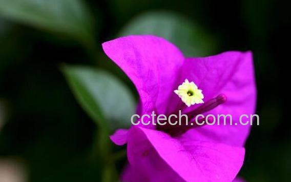 三角梅怎么养 三角梅的养殖方法和注意事项-0