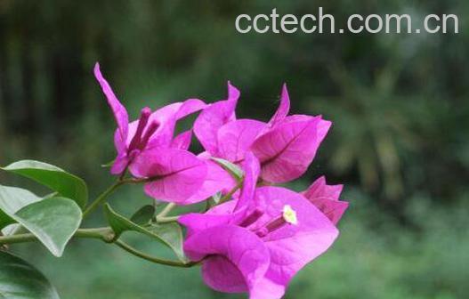 三角梅怎么养 三角梅的养殖方法和注意事项-1