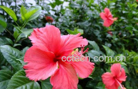 扶桑花扦插繁殖的方法-0