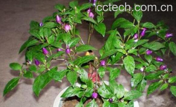 盆栽木槿花如何养 盆栽木槿花养殖方法-0