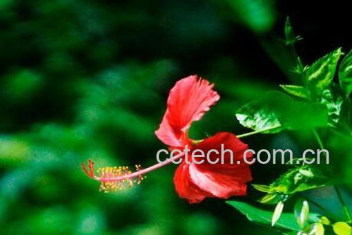 扶桑花扦插繁殖的方法-1