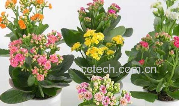 盆栽木槿花如何养 盆栽木槿花养殖方法-1