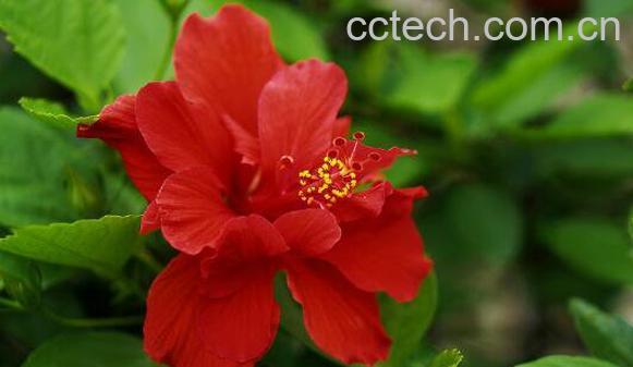 扶桑花怎么养 扶桑花的养殖方法-0