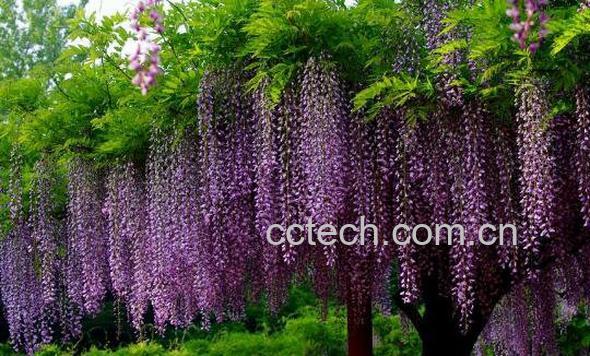 紫藤怎么养殖 紫藤种子种植方法-0