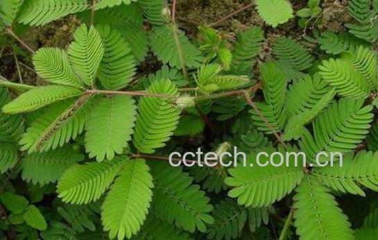 含羞草怎么养 含羞草的养殖方法和注意事项-0