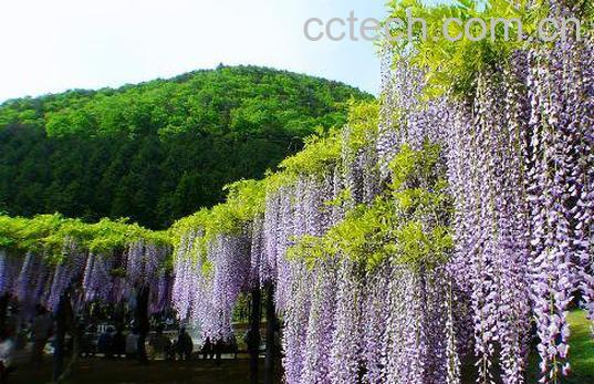 紫藤怎么养殖 紫藤种子种植方法-1
