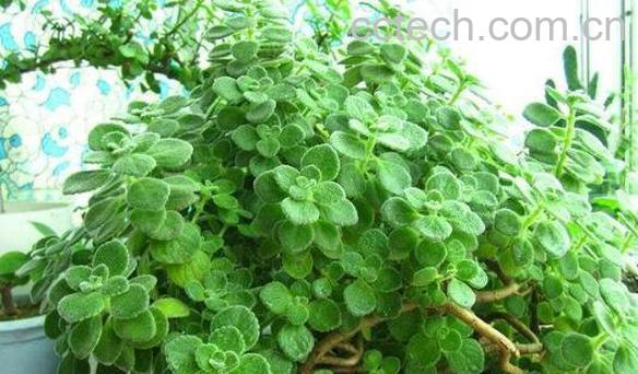 碰碰香怎么养殖 碰碰香的养殖方-0