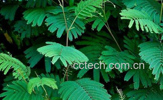 含羞草怎么养 含羞草的养殖方法和注意事项-1