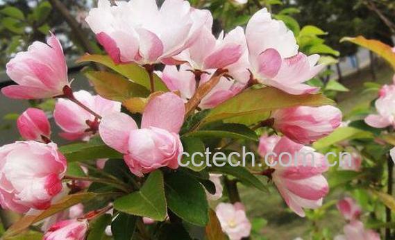 海棠花怎么养殖 海棠花的养殖方法-1