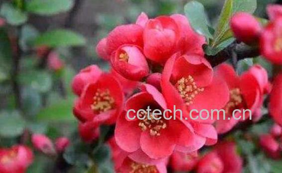 海棠花怎么养殖 海棠花的养殖方法-0