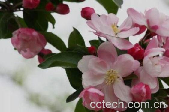 西府海棠的养殖方法-0