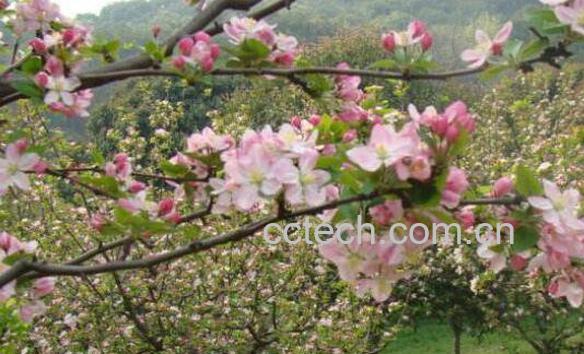 西府海棠的养殖方法-1