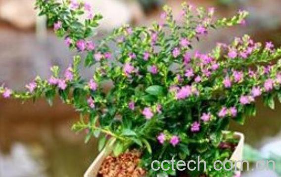 满天星怎么养 满天星的养殖方法和注意事项-0