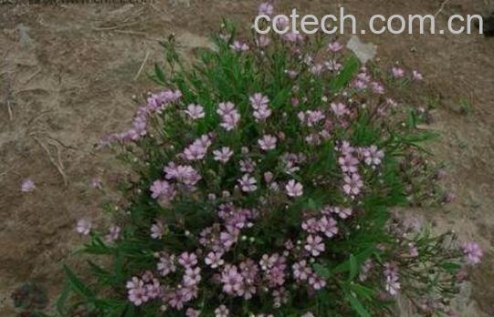 满天星怎么养 满天星的养殖方法和注意事项-1