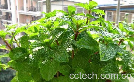 薄荷怎么养 薄荷的养殖方法和注意事项-0