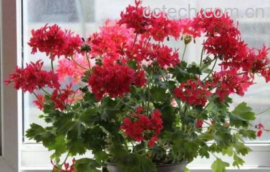 天竺葵怎么能养好 养殖天竺葵的注意事项-0