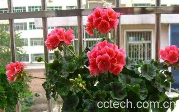 天竺葵怎么能养好 养殖天竺葵的注意事项-1