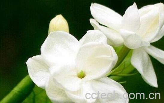 栀子花怎么养 栀子花的养殖方法和注意事项-1