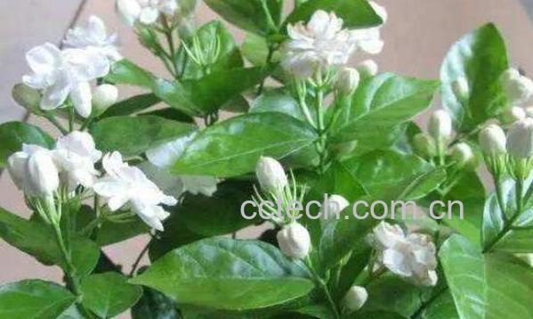 茉莉花怎么养 茉莉花的养殖方法及注意事项-1