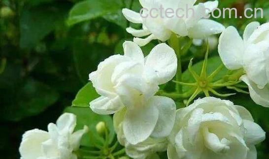 茉莉花怎么养 茉莉花的养殖方法及注意事项-0