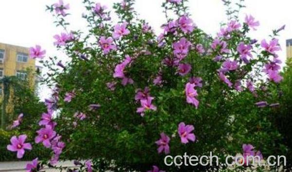 木槿花的功效与作用 木槿花怎么吃-1