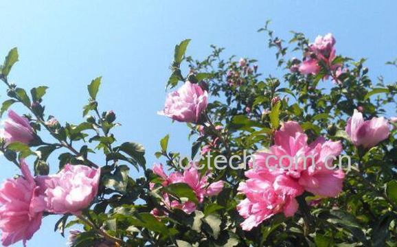 木槿花的功效与作用 木槿花怎么吃-0