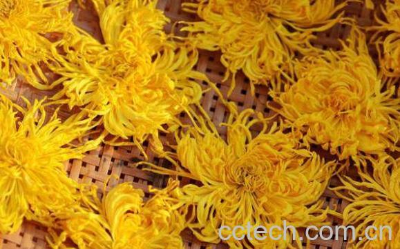 金丝皇菊的功效与作用-0