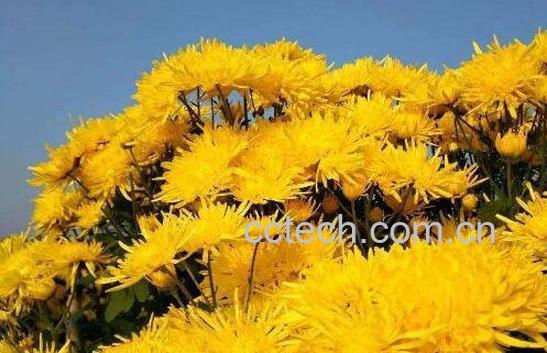 金丝皇菊对女性的好处 哪些人不能喝金丝皇菊-0