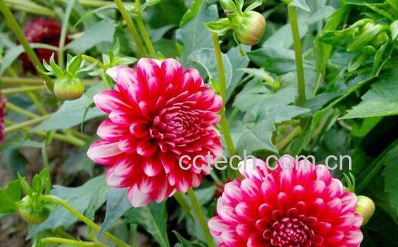 大丽花的养殖方法 大丽花养殖的注意事项-0