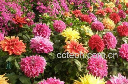 大丽花的养殖方法 大丽花养殖的注意事项-1