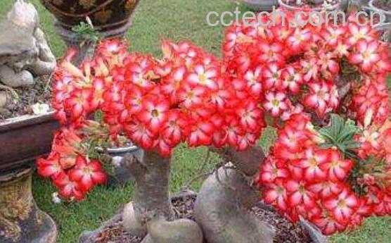 沙漠玫瑰怎么养 沙漠玫瑰的养殖方法-0