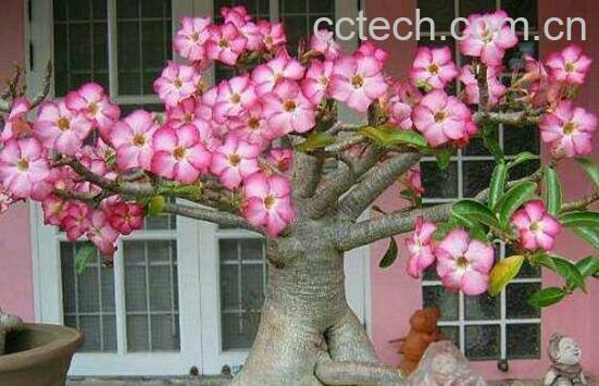 沙漠玫瑰怎么养 沙漠玫瑰的养殖方法-1