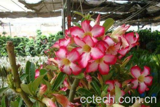 沙漠玫瑰的修剪方法图 沙漠玫瑰修剪注意事项-1