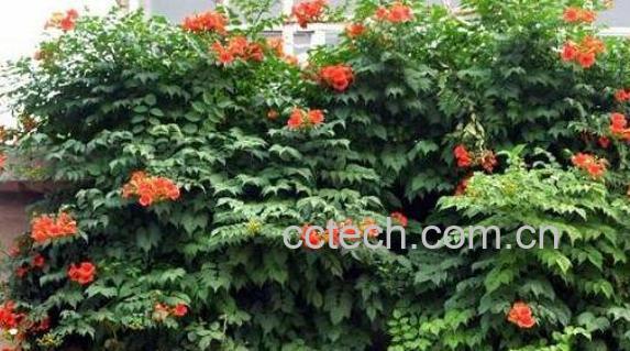 凌霄花的功效与作用 凌霄花的养殖方法-1