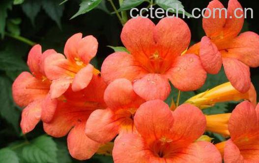 凌霄花的功效与作用 凌霄花的养殖方法-0