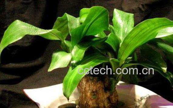 巴西木怎么养 巴西木的养殖方法和注意事项-0