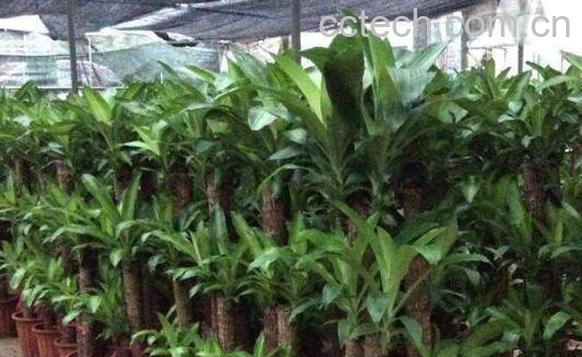 巴西木怎么养 巴西木的养殖方法和注意事项-1