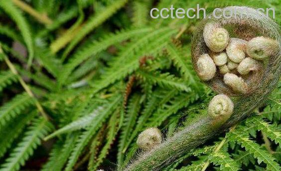 蕨类植物怎么养 蕨类植物的养殖方法和注意事项-0