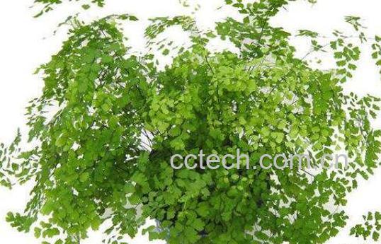 铁线蕨怎么养 铁线蕨的养殖方法和注意事项-1