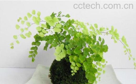 铁线蕨怎么养 铁线蕨的养殖方法和注意事项-0