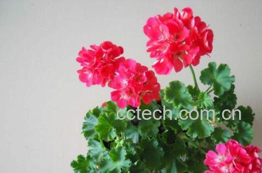 天竺葵怎么养 养殖天竺葵的注意事项-1